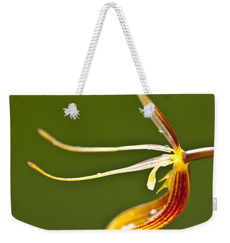 Orchid Weekender Tote Bag featuring the photograph Restrepia iris orchid by Heiko Koehrer-Wagner
