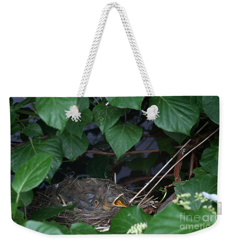 Robin Weekender Tote Bag featuring the photograph Robin Nestlings #2 by Ted Kinsman