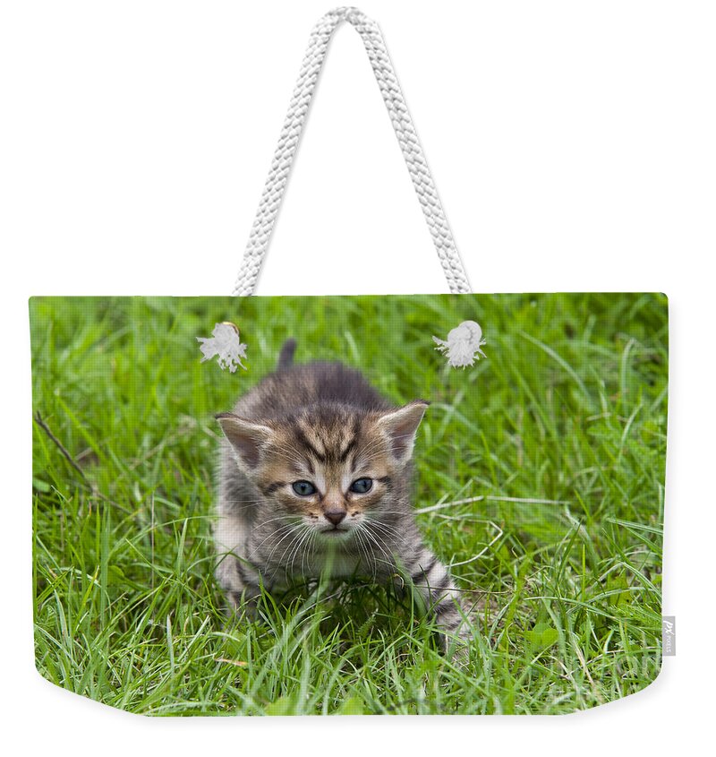 Adorable Weekender Tote Bag featuring the photograph Small Kitten In The Grass #2 by Michal Boubin