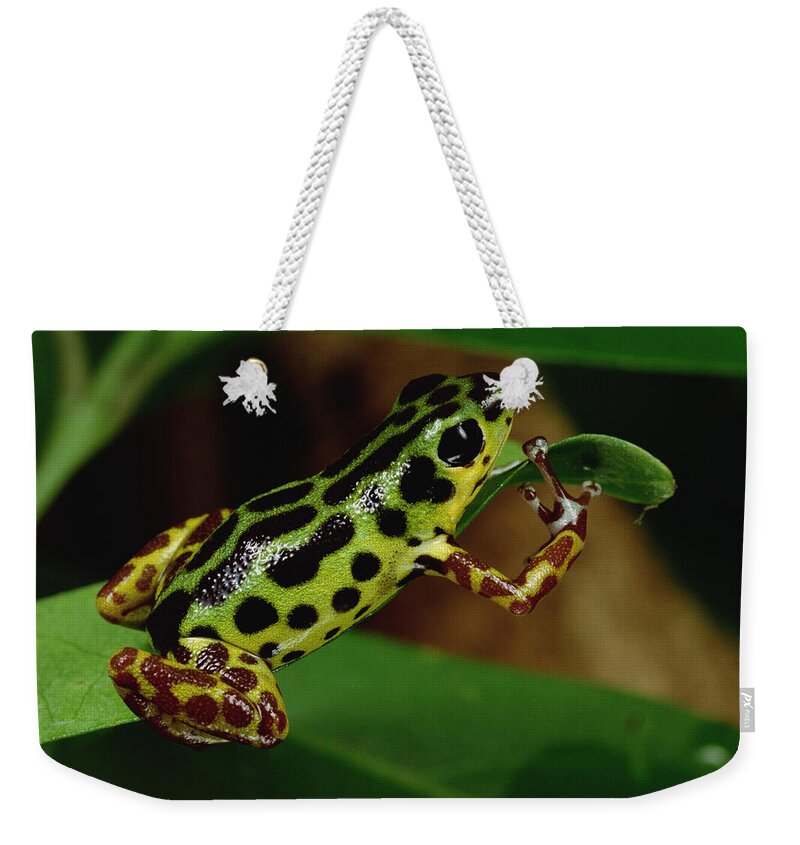 Mp Weekender Tote Bag featuring the photograph Strawberry Poison Dart Frog Dendrobates #2 by Mark Moffett