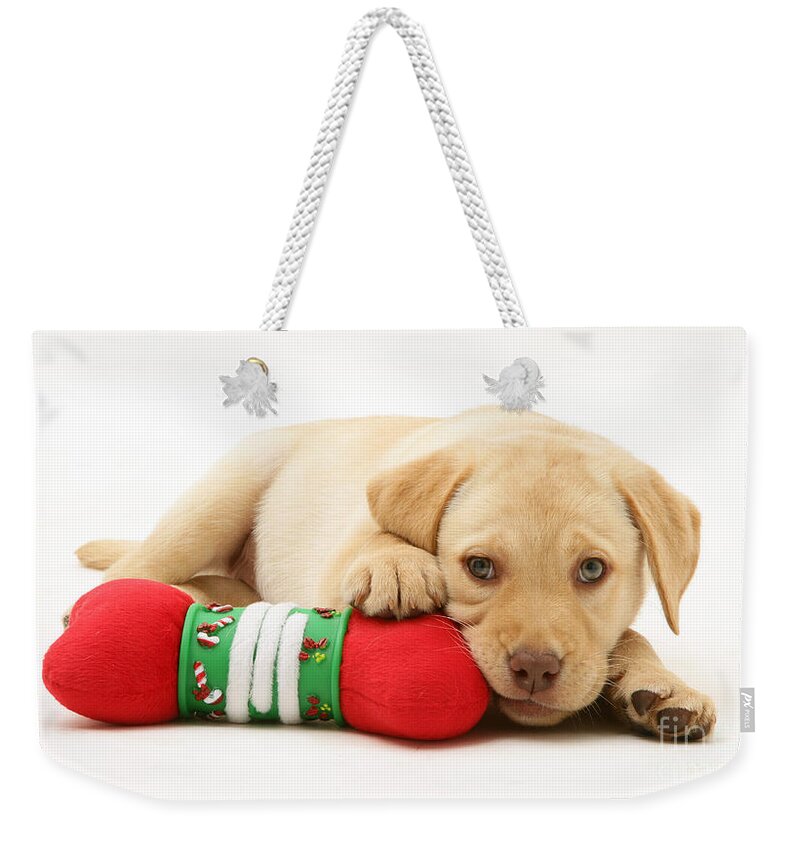 White Background Weekender Tote Bag featuring the photograph Yellow Labrador Retriever Puppy #2 by Jane Burton