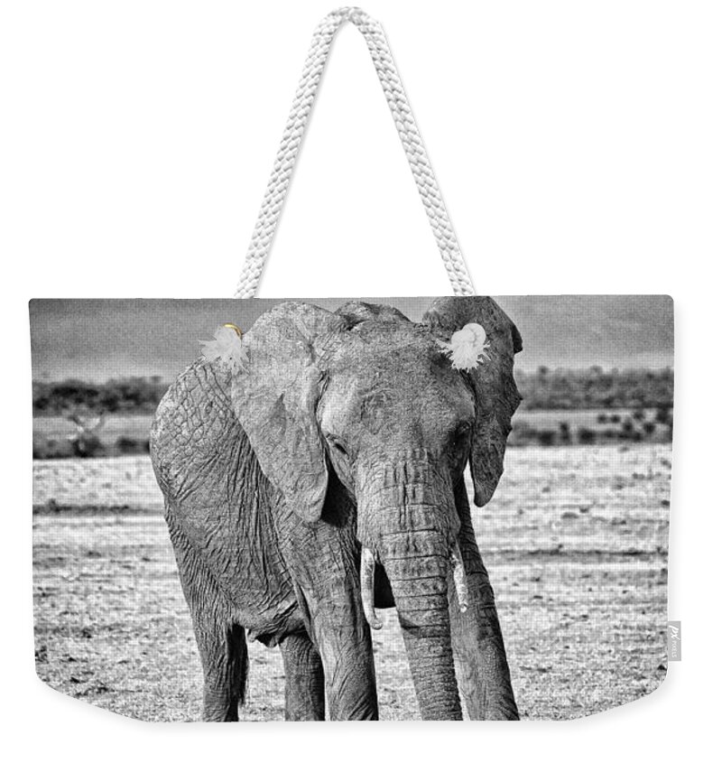 Africa Weekender Tote Bag featuring the photograph African Elephant in the Masai Mara #4 by Perla Copernik