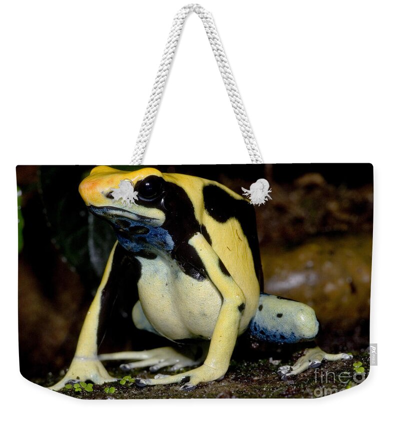 Animal Weekender Tote Bag featuring the photograph Dyeing Poison Frog #3 by Dante Fenolio