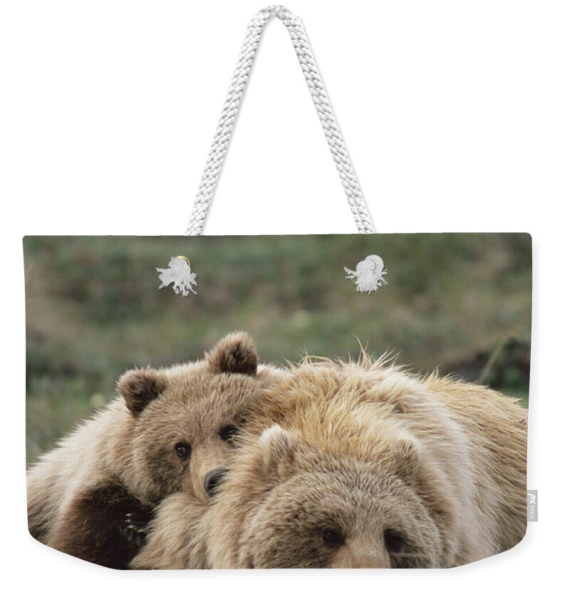 Mp Weekender Tote Bag featuring the photograph Grizzly Bear Ursus Arctos Horribilis #3 by Michael Quinton
