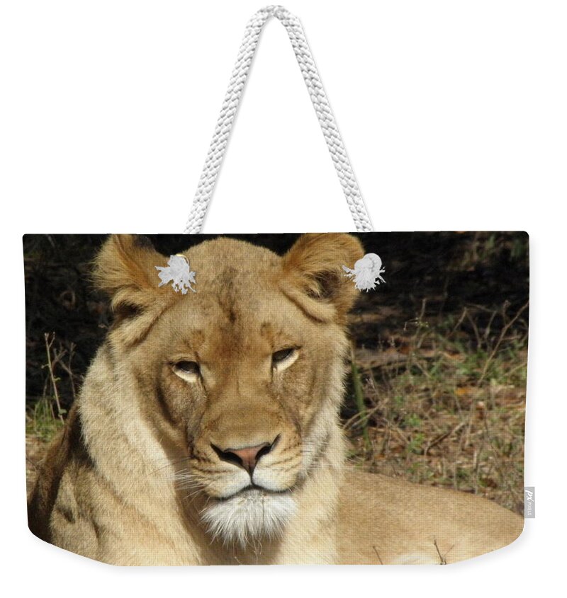 Lioness Weekender Tote Bag featuring the photograph Lioness by Kim Galluzzo Wozniak