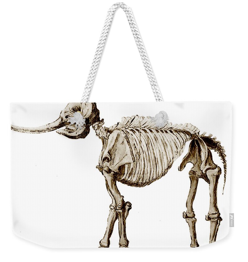 1800s Weekender Tote Bag featuring the photograph Mastodon Skeleton #3 by Science Source