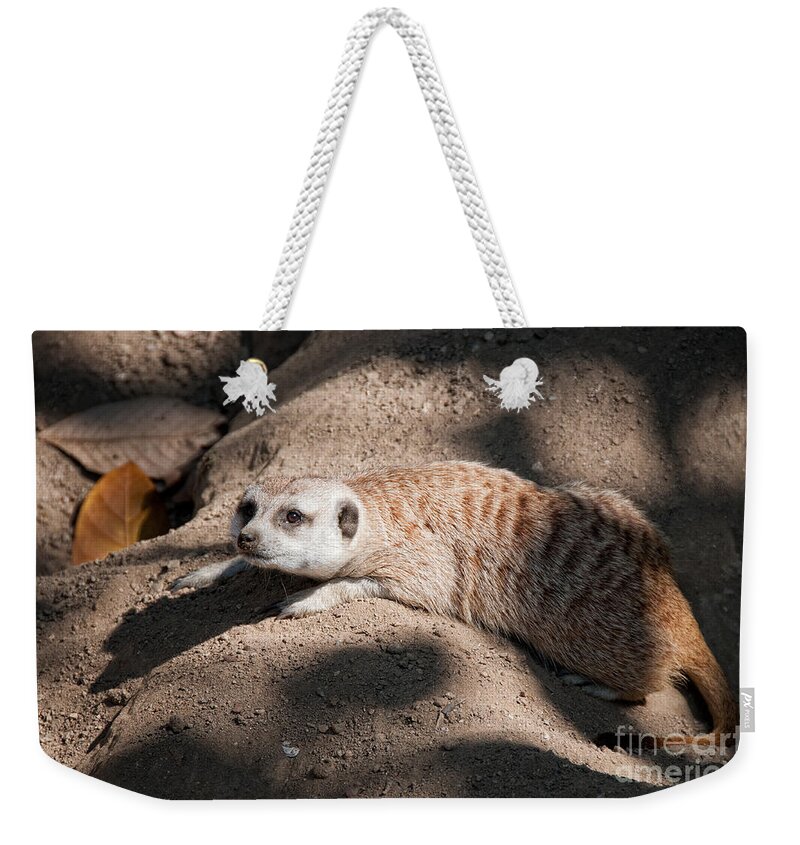 Animals Weekender Tote Bag featuring the digital art Meerkat #3 by Carol Ailles