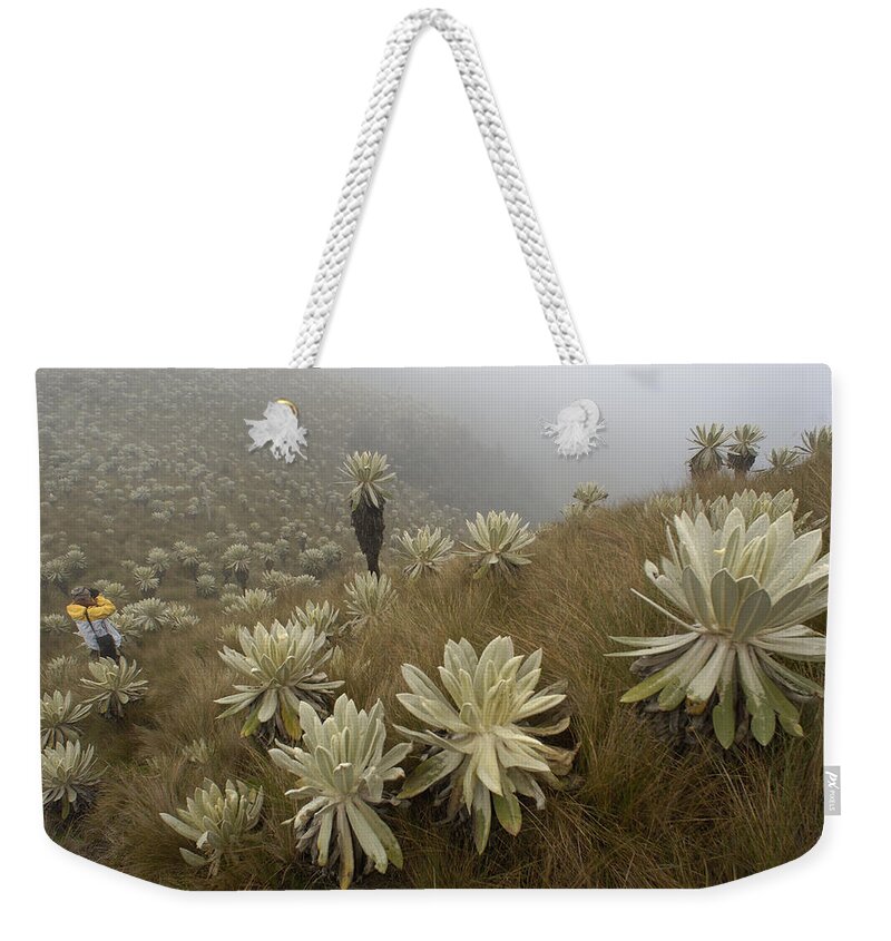 Mp Weekender Tote Bag featuring the photograph Paramo Flower Espeletia Pycnophylla #3 by Pete Oxford