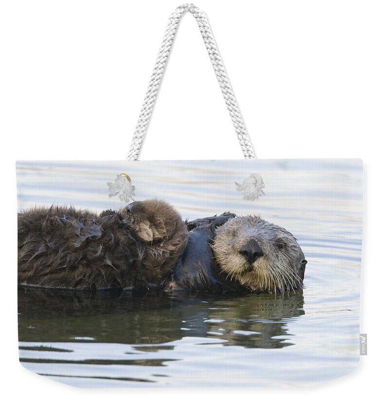 00429653 Weekender Tote Bag featuring the photograph Sea Otter Mother And Pup Elkhorn Slough #3 by Sebastian Kennerknecht