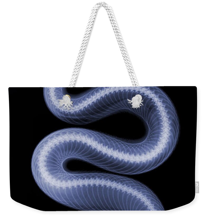Crotalus Oreganus Helleri Weekender Tote Bag featuring the photograph Southern Pacific Rattlesnake X-ray #6 by Ted Kinsman