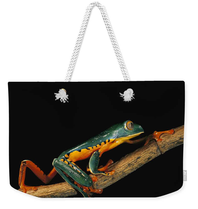 Mp Weekender Tote Bag featuring the photograph Splendid Leaf Frog Agalychnis #3 by Pete Oxford