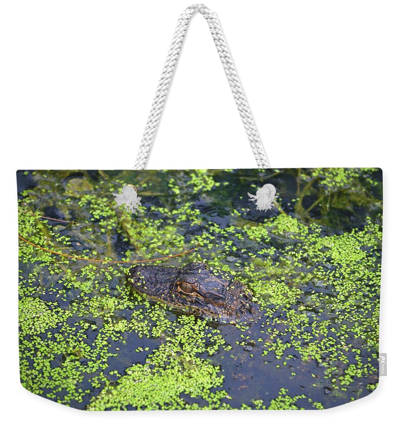  Weekender Tote Bag featuring the photograph 31- Alligator Hatchling by Joseph Keane