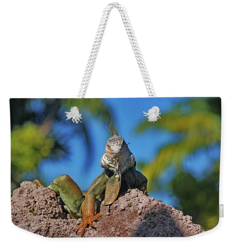 Iguana Weekender Tote Bag featuring the photograph 36- King Of The Hill by Joseph Keane