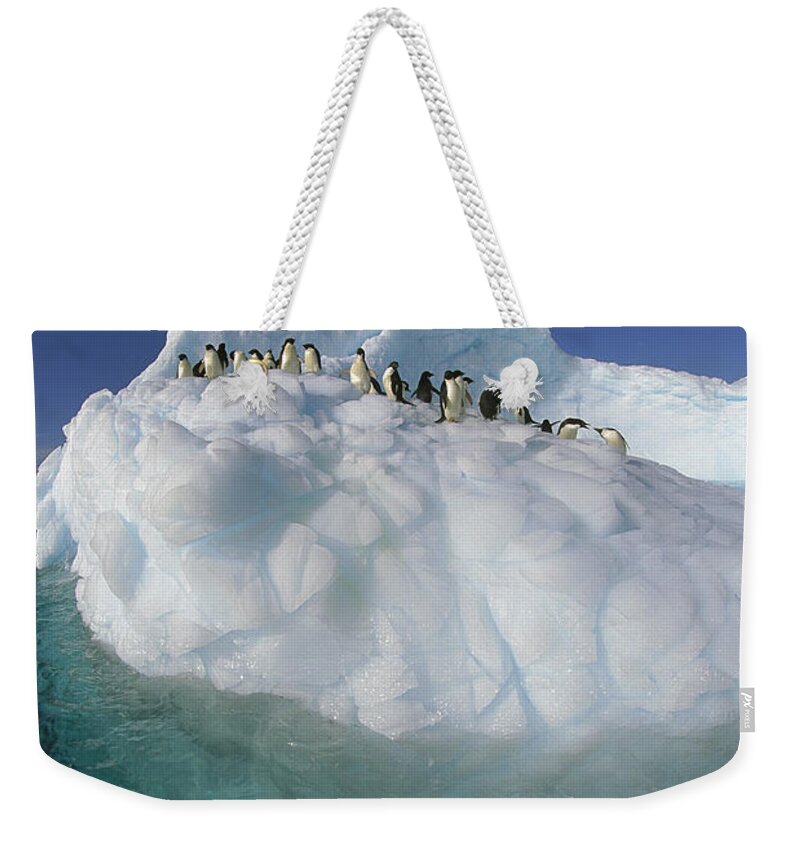Hhh Weekender Tote Bag featuring the photograph Adelie Penguin Pygoscelis Adeliae Group #4 by Colin Monteath