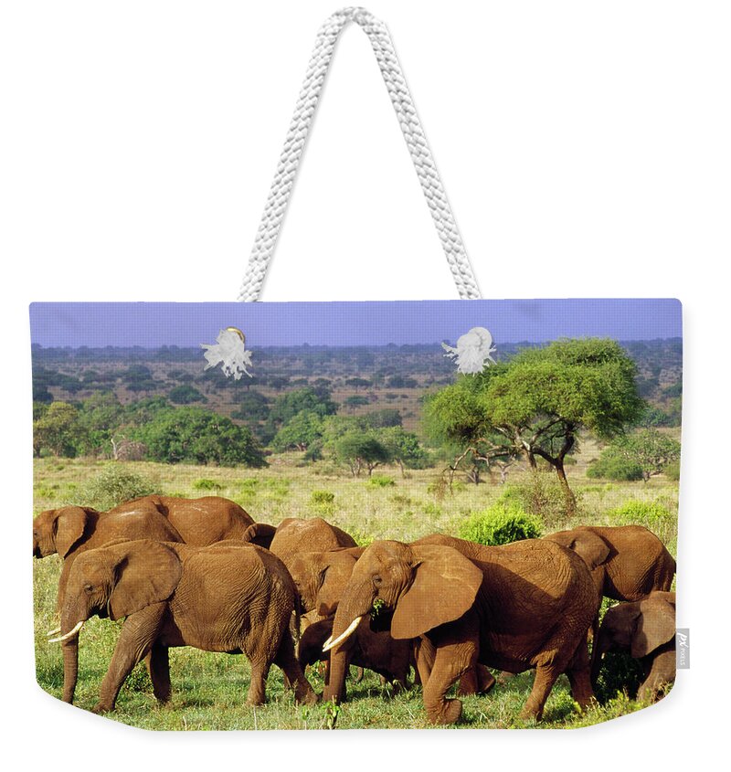 Mp Weekender Tote Bag featuring the photograph African Elephant Loxodonta Africana #4 by Gerry Ellis