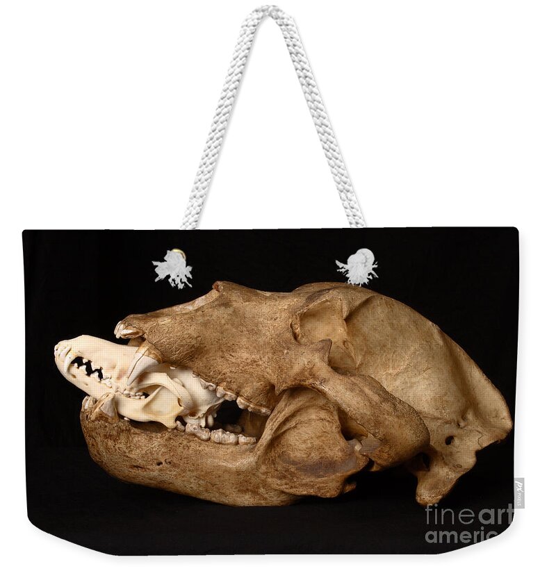 Alaskan Brown Bear Weekender Tote Bag featuring the Kodiak Bear Skull With Coyote Skull #4 by Ted Kinsman
