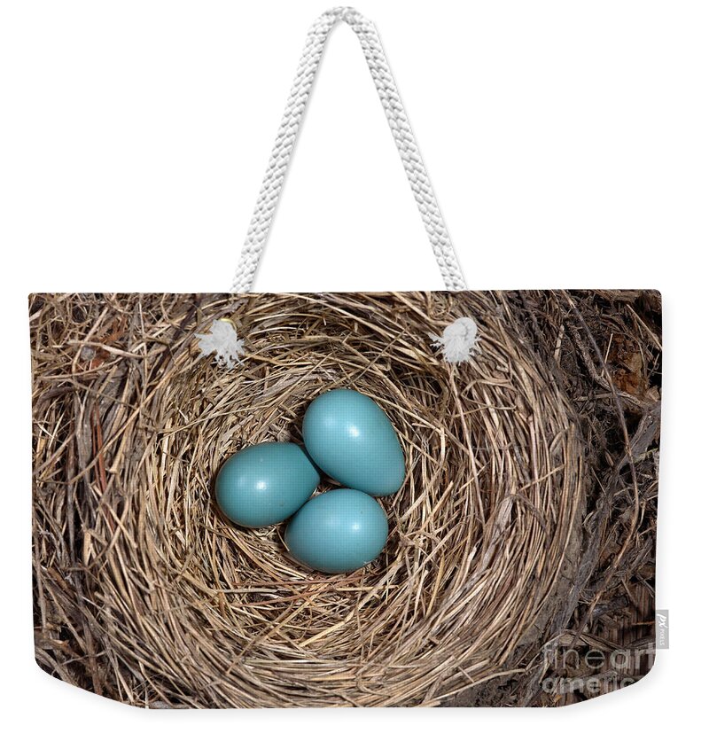 American Robin Weekender Tote Bag featuring the Robins Nest With Eggs #4 by Ted Kinsman
