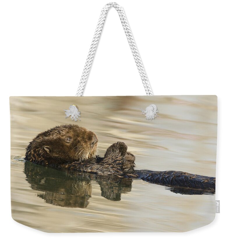 00429660 Weekender Tote Bag featuring the photograph Sea Otter Elkhorn Slough Monterey Bay #4 by Sebastian Kennerknecht