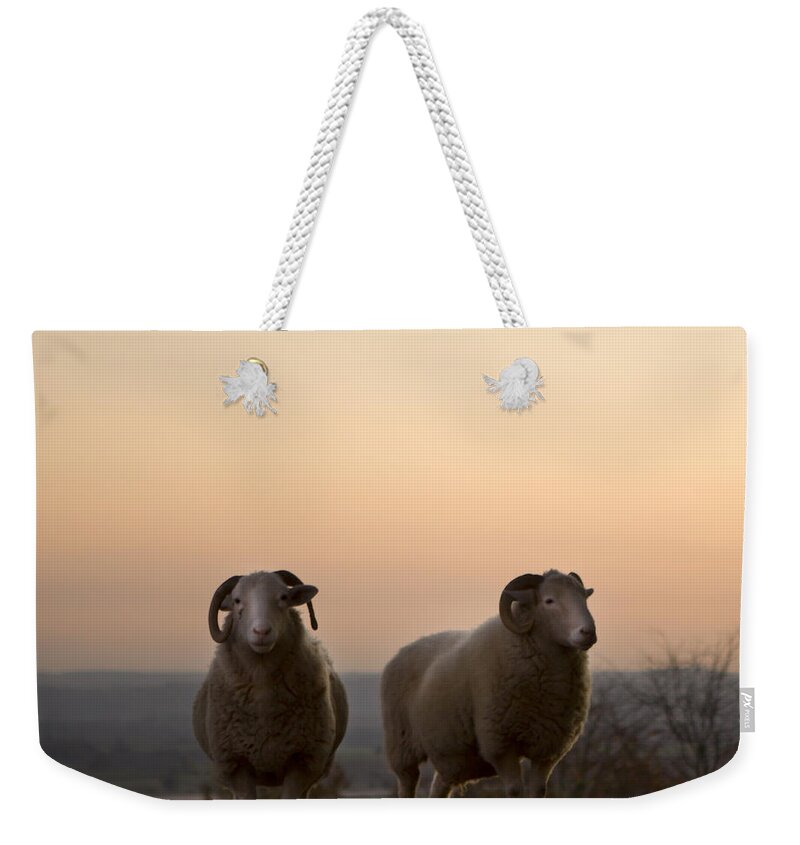 Sheep Weekender Tote Bag featuring the photograph The Lamb #4 by Ang El