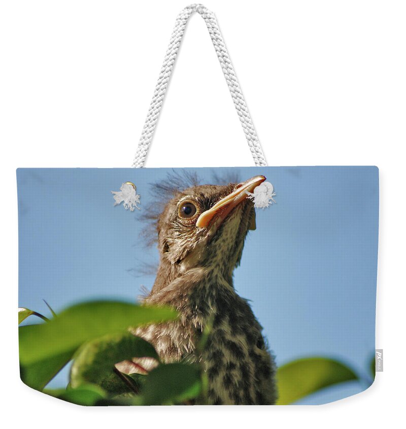 Mockingbird Fledgling Weekender Tote Bag featuring the photograph 45- Mockingbird Fledgling by Joseph Keane