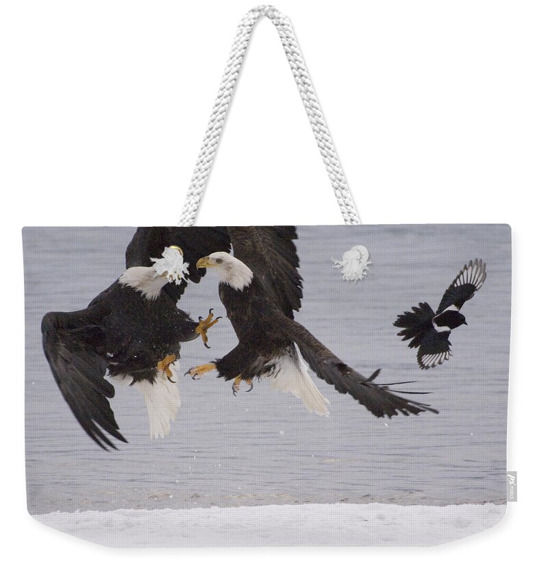 Mp Weekender Tote Bag featuring the photograph Bald Eagle Haliaeetus Leucocephalus #5 by Michael Quinton