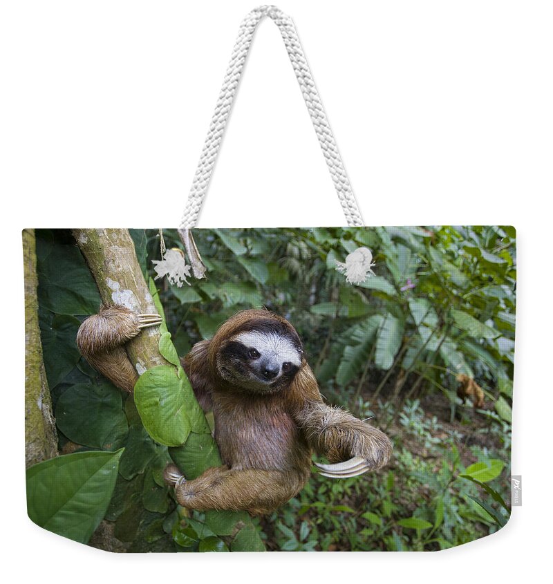 Mp Weekender Tote Bag featuring the photograph Brown-throated Three-toed Sloth #5 by Suzi Eszterhas