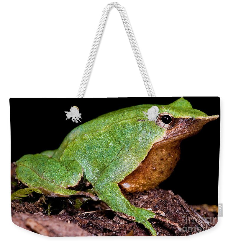 Darwin's Frogs Weekender Tote Bag featuring the photograph Darwins Frog by Dante Fenolio