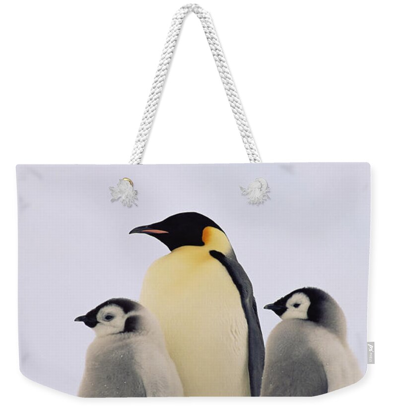 Mp Weekender Tote Bag featuring the photograph Emperor Penguin Aptenodytes Forsteri by Konrad Wothe