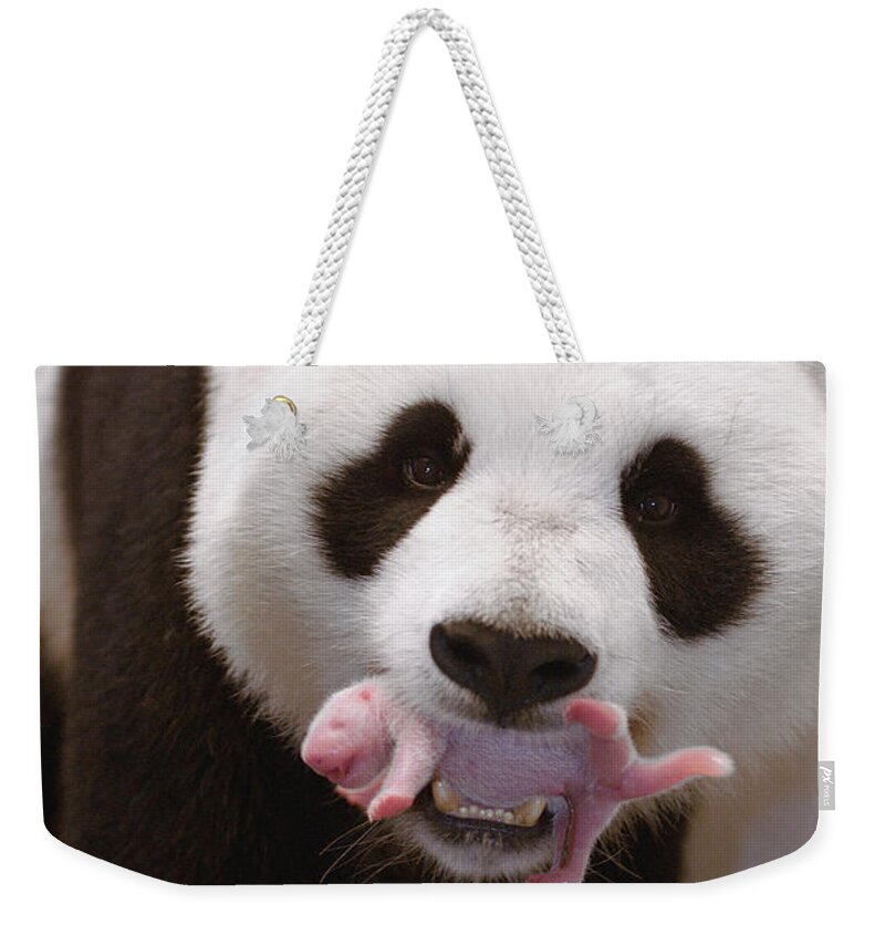 Mp Weekender Tote Bag featuring the photograph Giant Panda Carrying Newborn by Katherine Feng