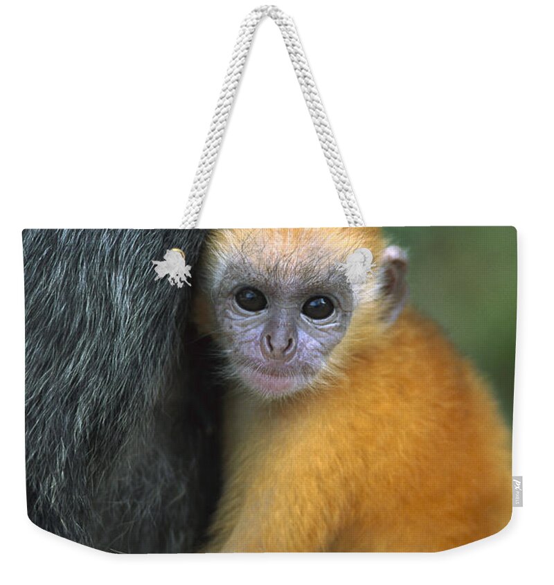 Mp Weekender Tote Bag featuring the photograph Silvered Leaf Monkey Trachypithecus #6 by Cyril Ruoso
