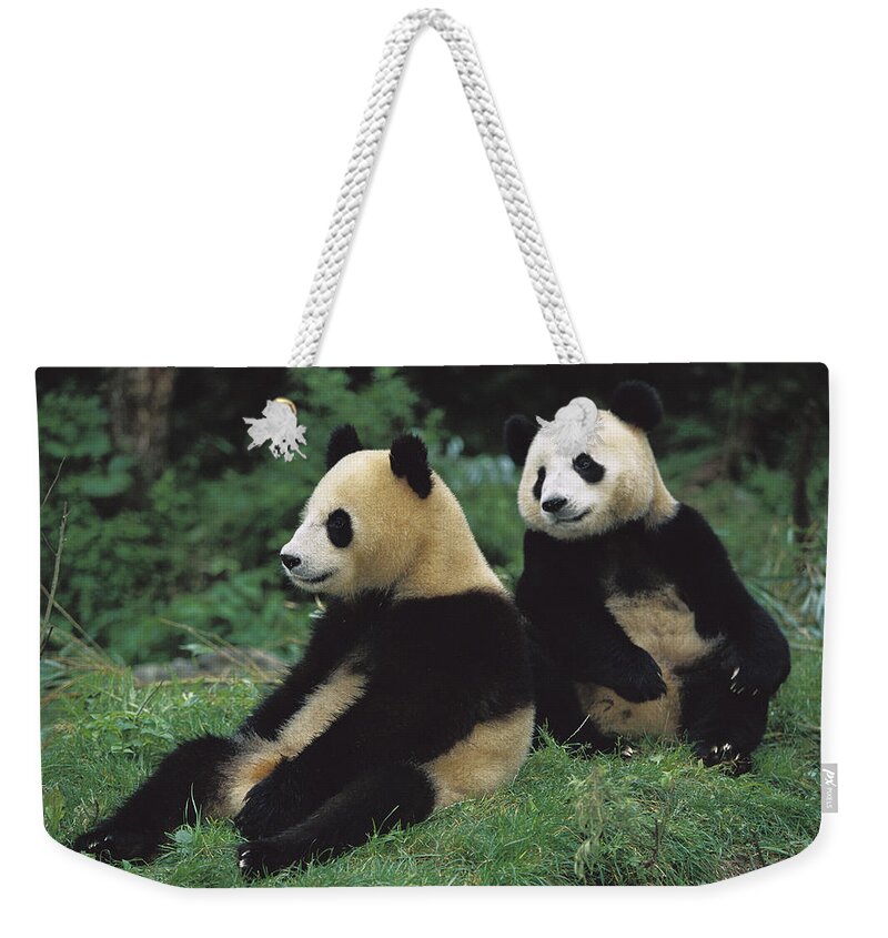 00620153 Weekender Tote Bag featuring the photograph Giant Panda Ailuropoda Melanoleuca #8 by Cyril Ruoso