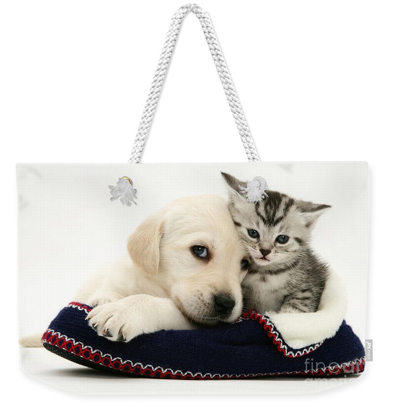 Goldador Weekender Tote Bag featuring the photograph Puppy And Kitten #20 by Jane Burton