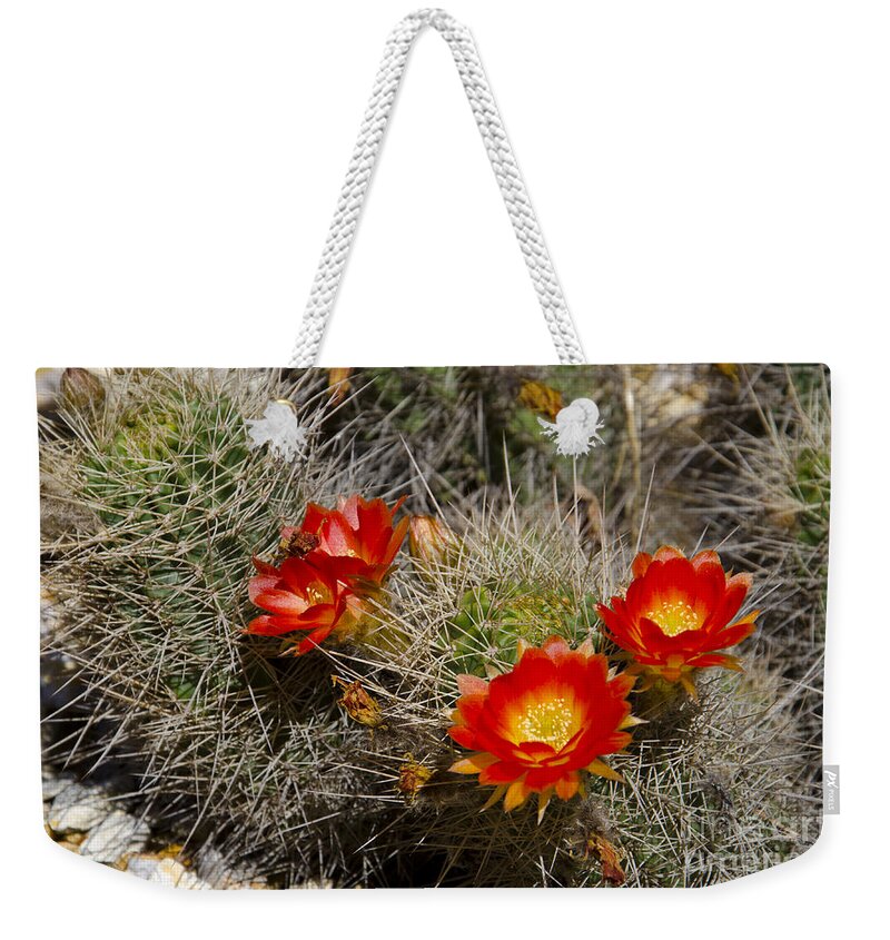 Red Weekender Tote Bag featuring the photograph Red cactus flowers #7 by Jim And Emily Bush