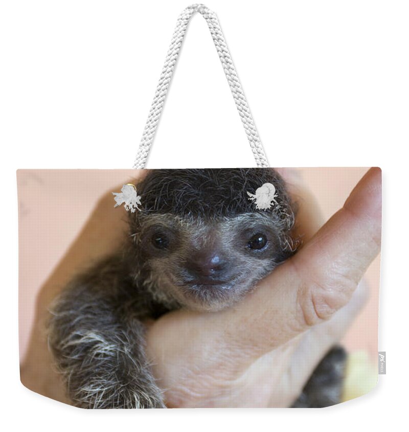 Mp Weekender Tote Bag featuring the photograph Brown-throated Three-toed Sloth #8 by Suzi Eszterhas