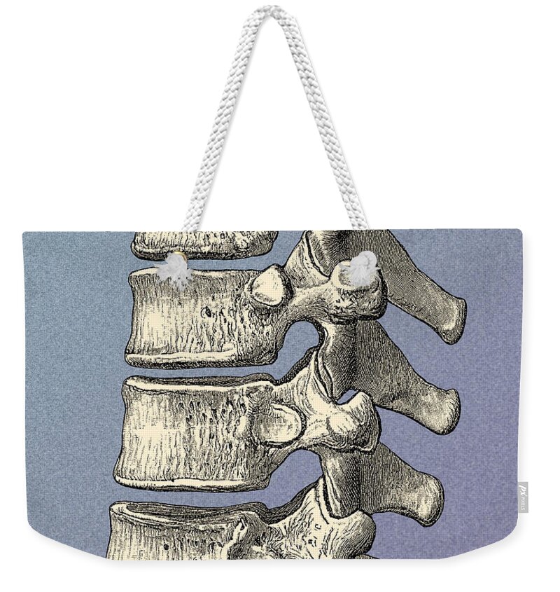 Anatomical Weekender Tote Bag featuring the photograph Vertebrae #8 by Science Source