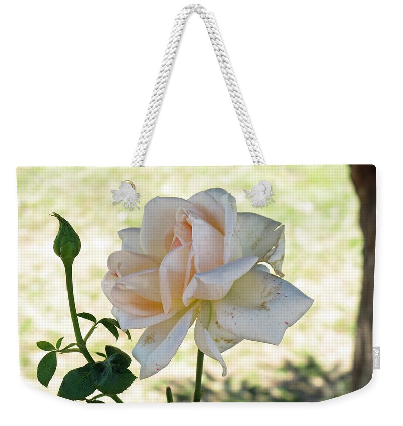 Flower Weekender Tote Bag featuring the photograph A beautiful white and light pink rose along with a bud by Ashish Agarwal