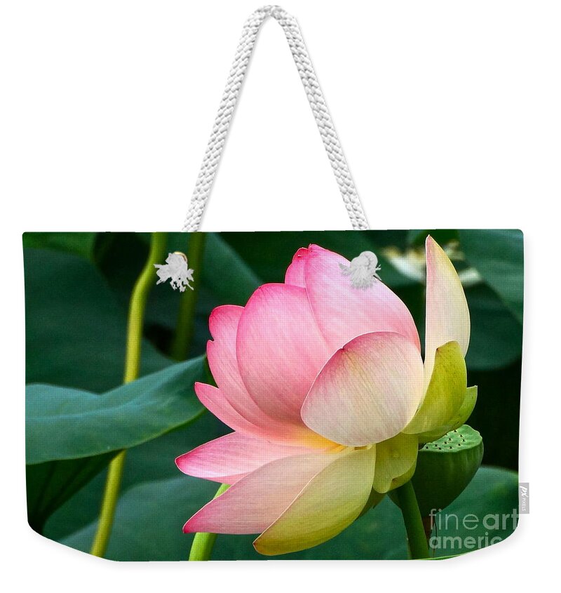 Lotus Blossom In Full Bloom Weekender Tote Bag featuring the photograph A Gentle Unravelling by Byron Varvarigos