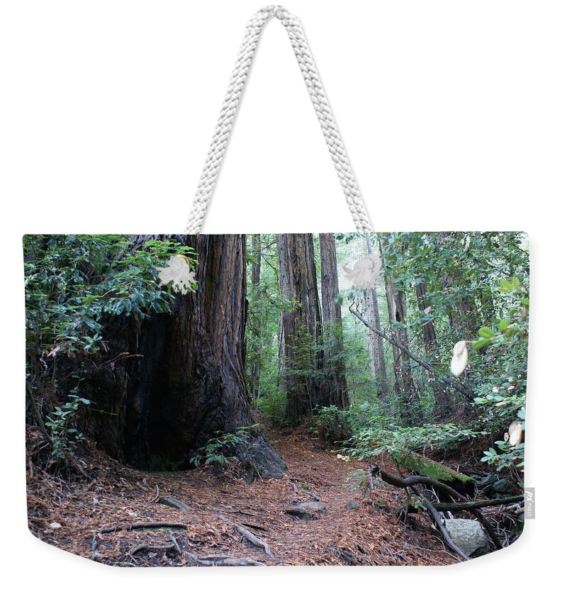 Redwood Trees Weekender Tote Bag featuring the photograph A Redwood Forest Trail on Mt Tamalpais by Ben Upham III