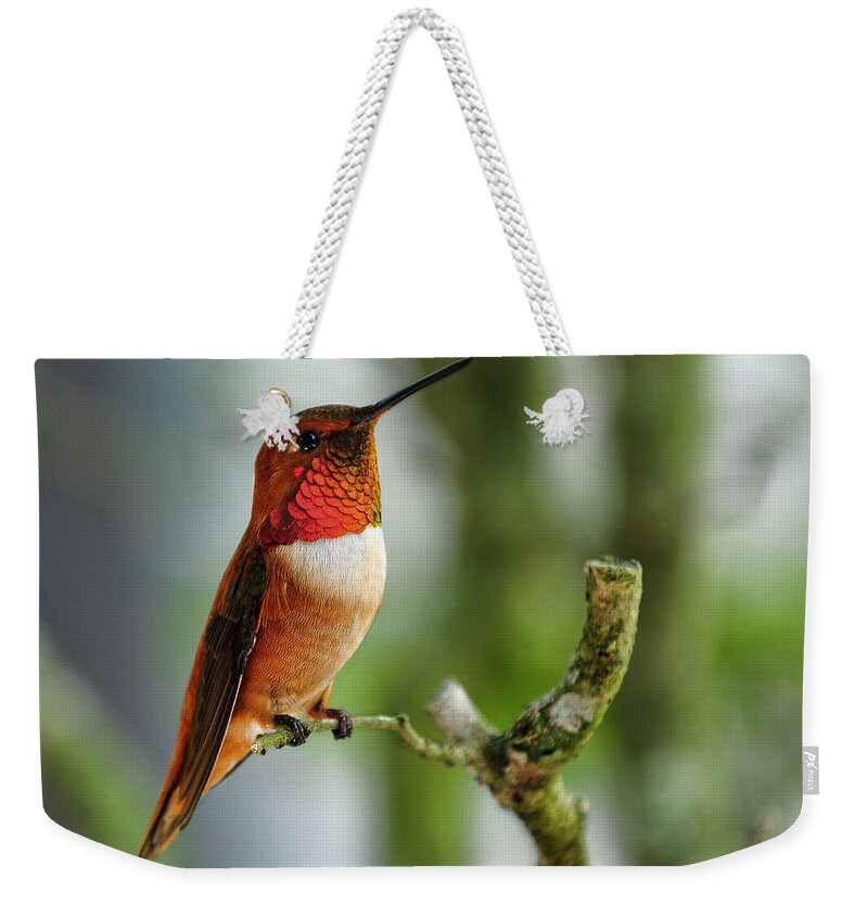  Rufous Weekender Tote Bag featuring the photograph A Rufous Hummingbird perched by Bill Dodsworth
