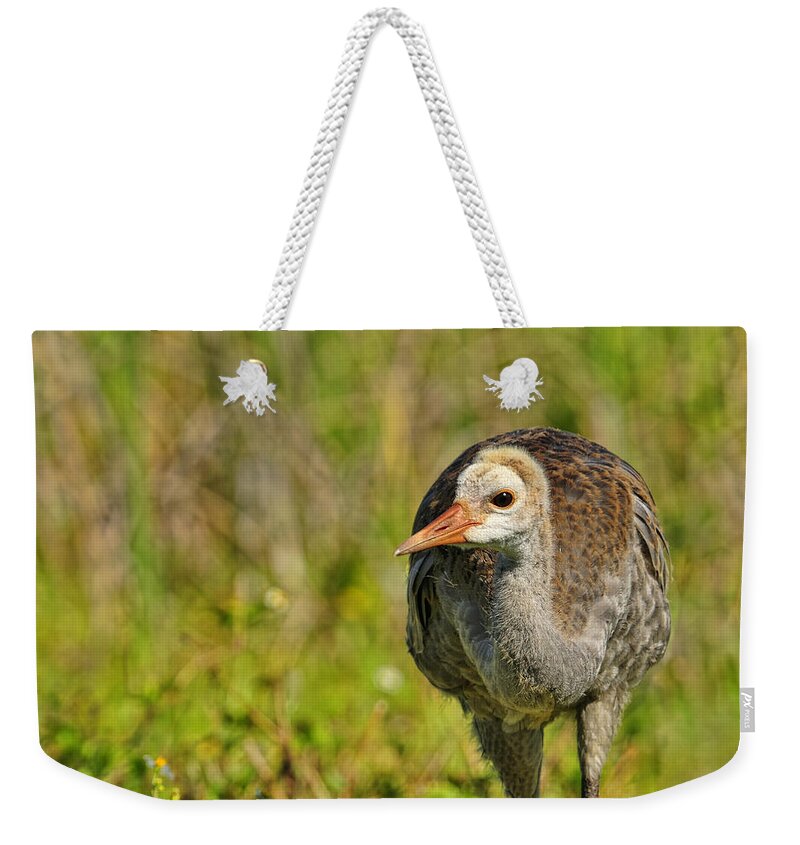 Sandhill Crane Weekender Tote Bag featuring the photograph A young Sandhill Crane by Bill Dodsworth