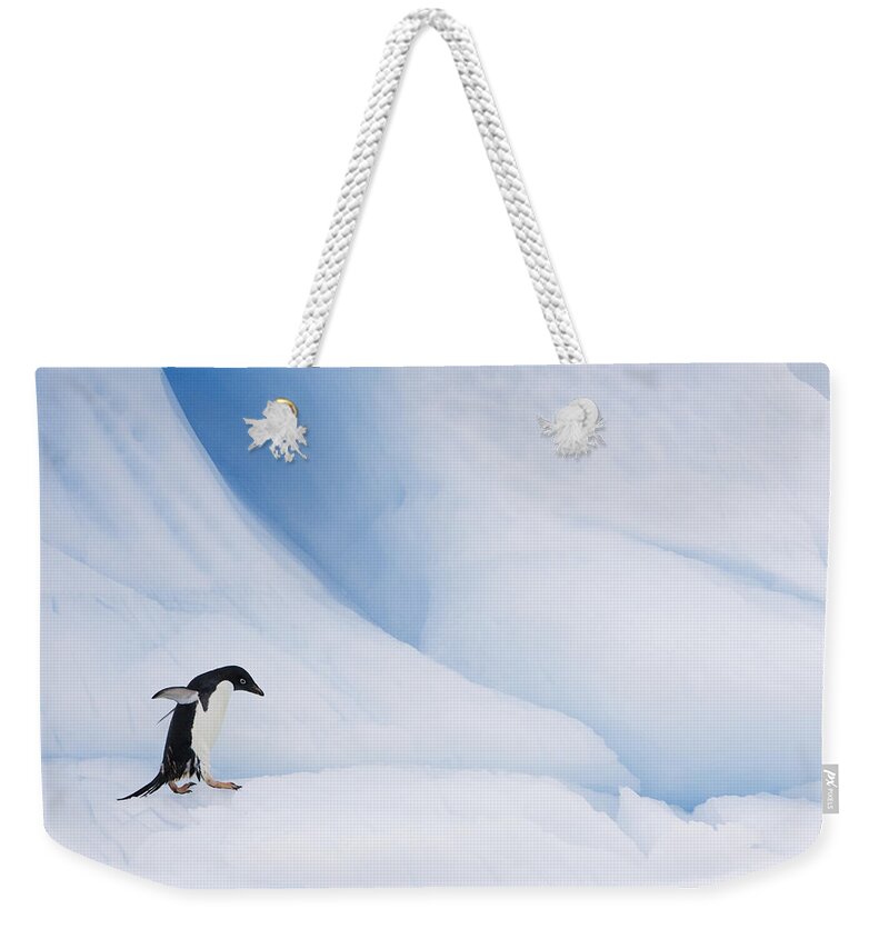00761841 Weekender Tote Bag featuring the photograph Adelie Penguin Walking On Iceberg by Suzi Eszterhas