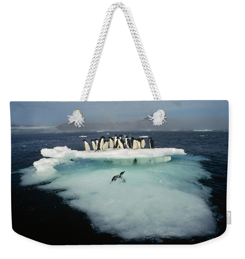 00141285 Weekender Tote Bag featuring the photograph Adelies on Ice Floe by Tui De Roy