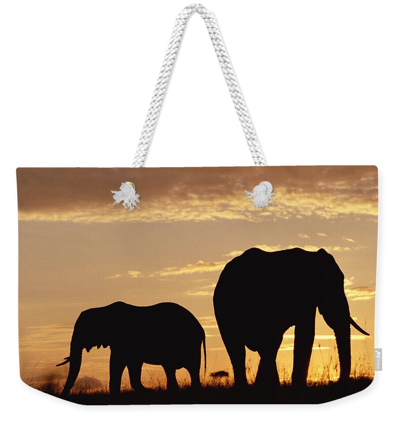 00172034 Weekender Tote Bag featuring the photograph African Elephant Mother And Calf by Tim Fitzharris