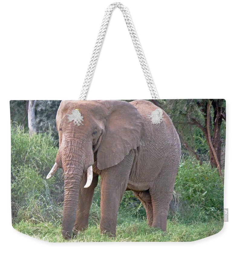African Elephant Weekender Tote Bag featuring the photograph African Elephant by Tony Murtagh