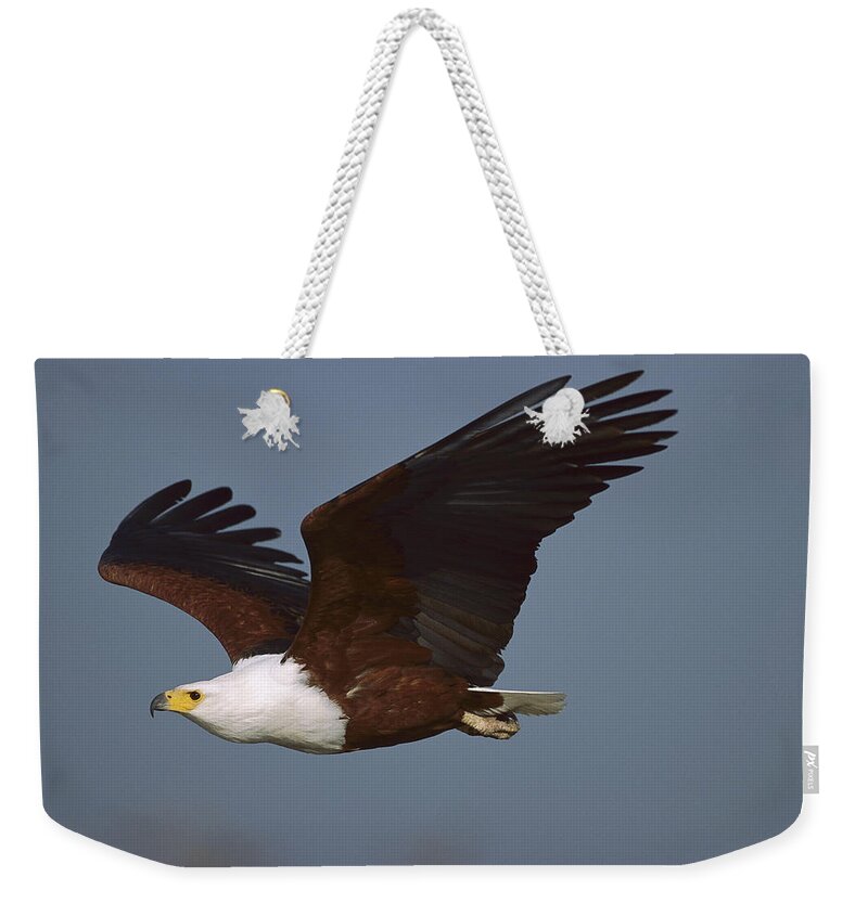 Mp Weekender Tote Bag featuring the photograph African Fish Eagle Haliaeetus Vocifer by Richard Du Toit