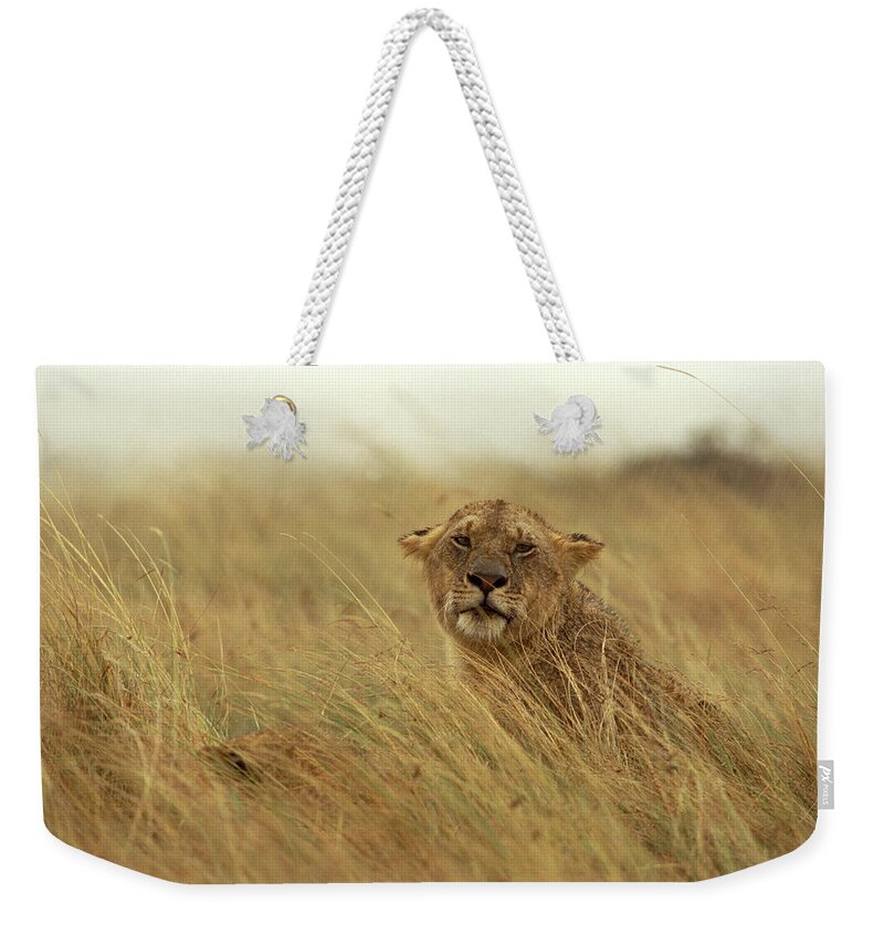 Mp Weekender Tote Bag featuring the photograph African Lion Panthera Leo Female by Gerry Ellis