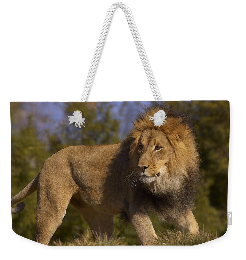 Mp Weekender Tote Bag featuring the photograph African Lion Panthera Leo Male by San Diego Zoo