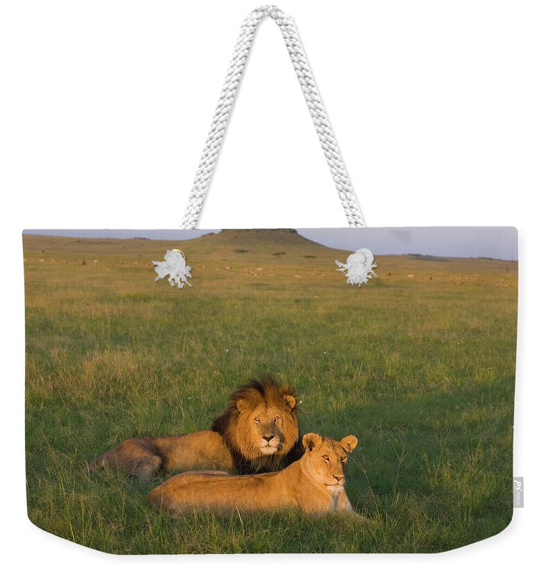 Mp Weekender Tote Bag featuring the photograph African Lion Panthera Leo Male by Suzi Eszterhas