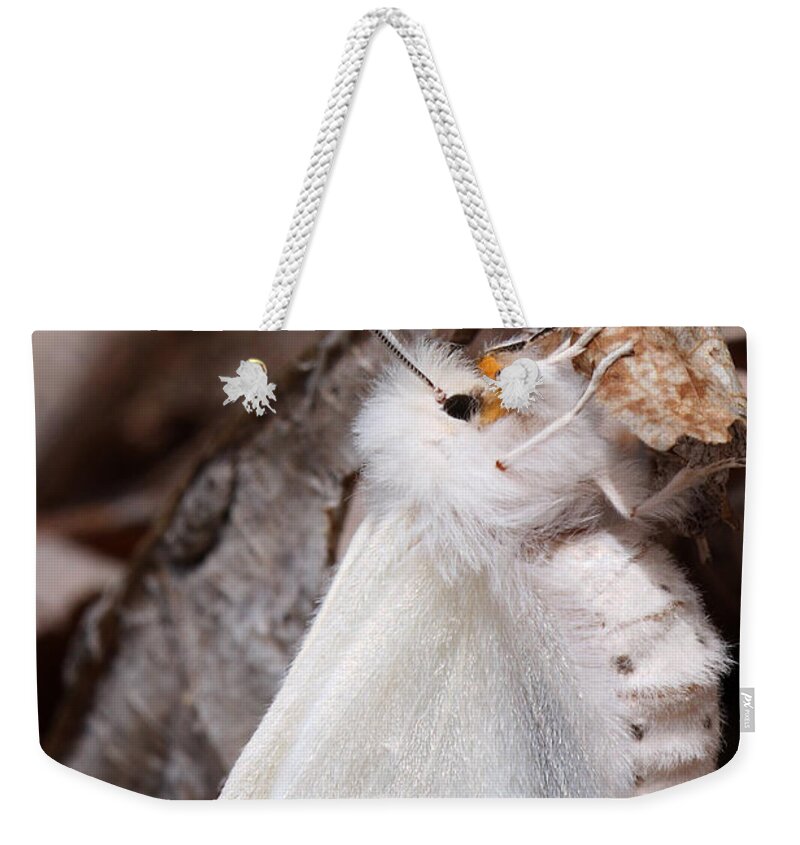 Spilosoma Congrua Weekender Tote Bag featuring the photograph Agreeable Tiger Moth With Ant by Daniel Reed