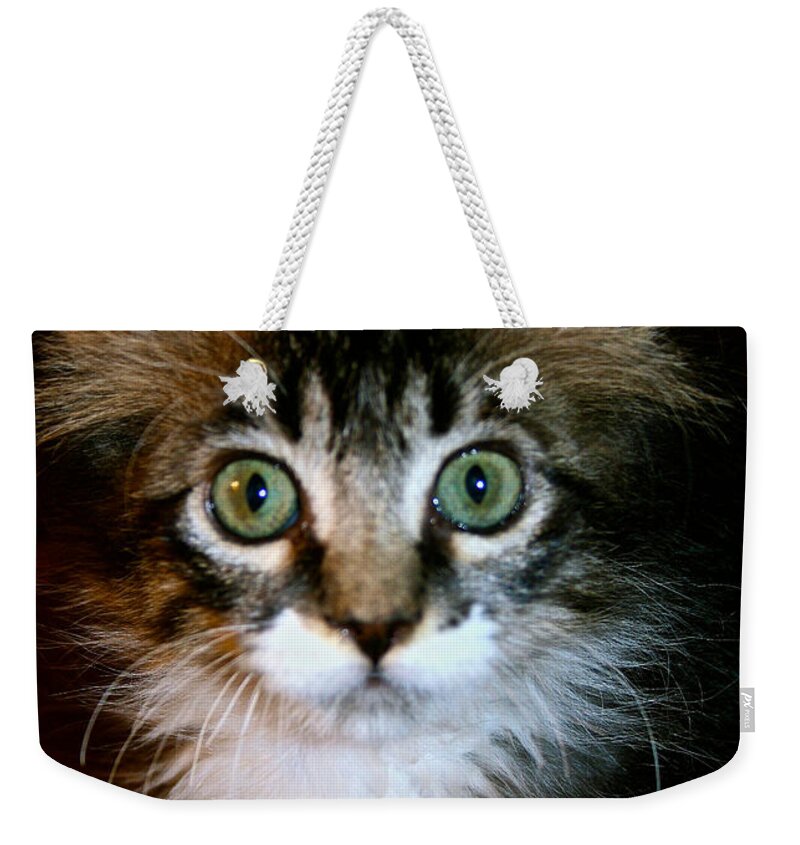 Feline Weekender Tote Bag featuring the photograph ALL Eyes And Ears by Susan Herber